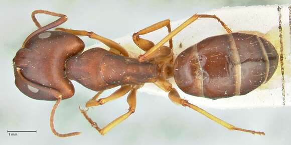 Imagem de Camponotus