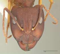 Image de Camponotus