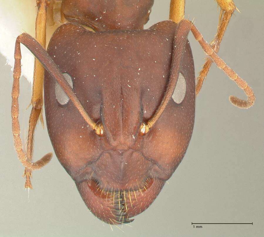 Image de Camponotus