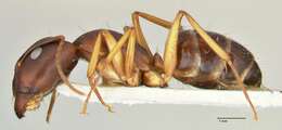 Plancia ëd Camponotus