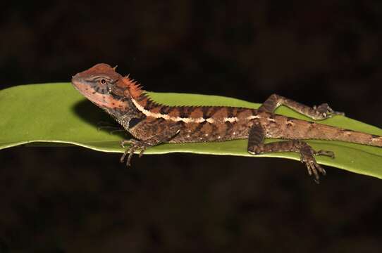 Image of Calotes emma Gray 1845