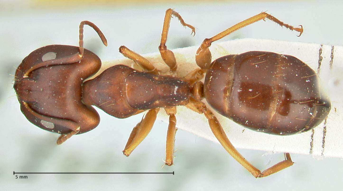 Plancia ëd Camponotus