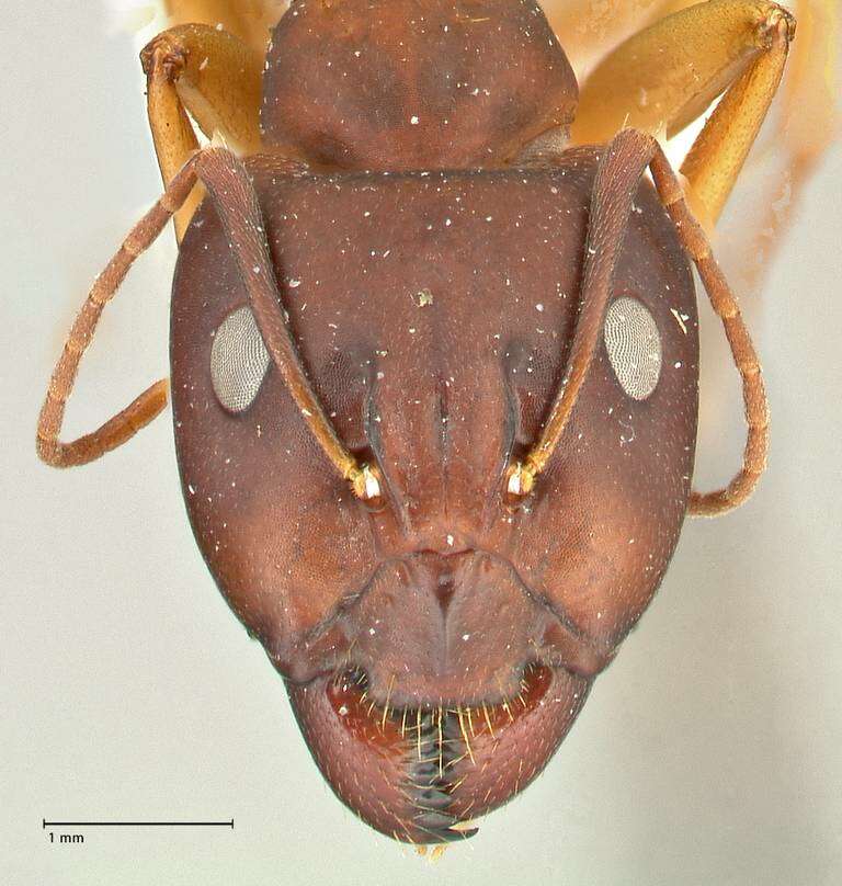 Image de Camponotus