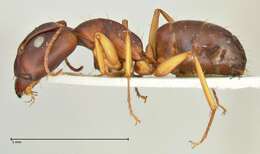 Image de Camponotus