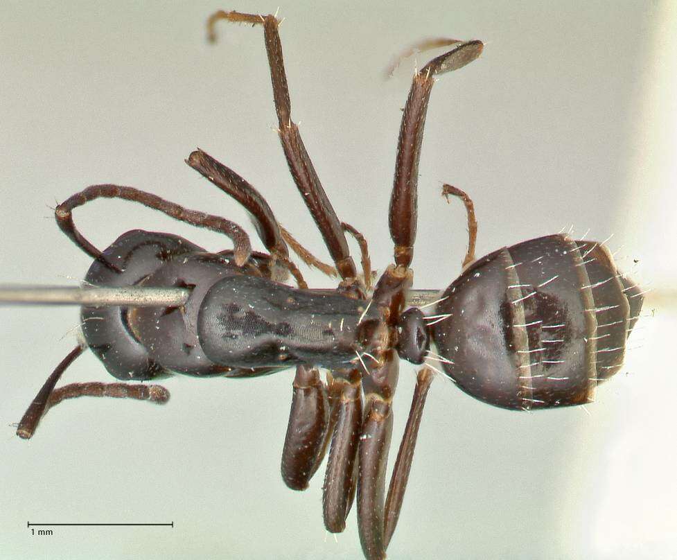 Image de Camponotus werthi Forel 1908