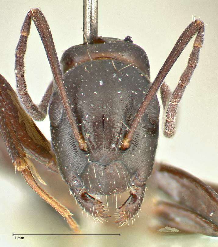 Image de Camponotus werthi Forel 1908