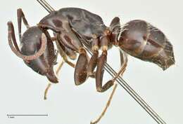 Image de Camponotus werthi Forel 1908