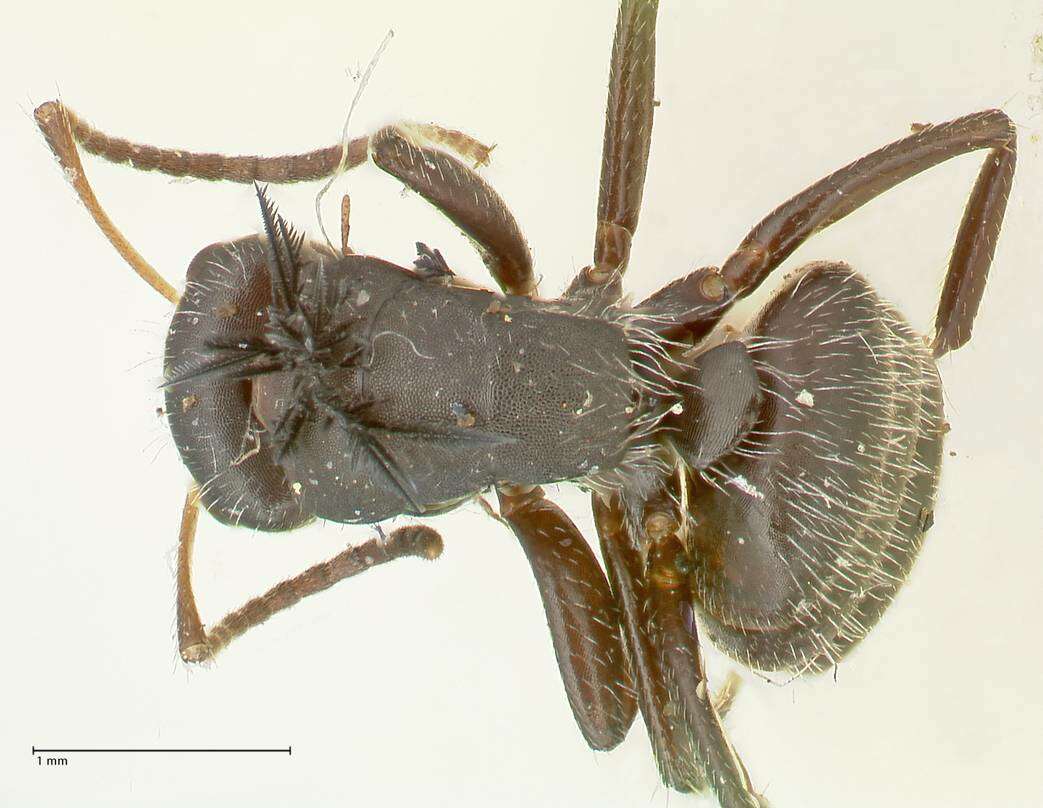 Image of Camponotus trapezoideus Mayr 1870