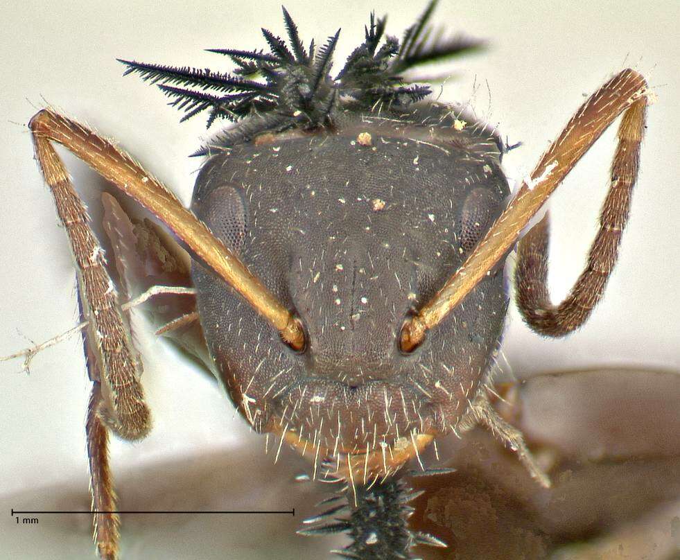 Image of Camponotus trapezoideus Mayr 1870