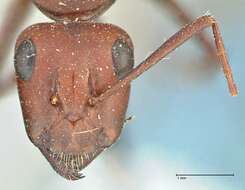 Imagem de Camponotus detritus Emery 1886