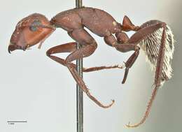 Imagem de Camponotus detritus Emery 1886