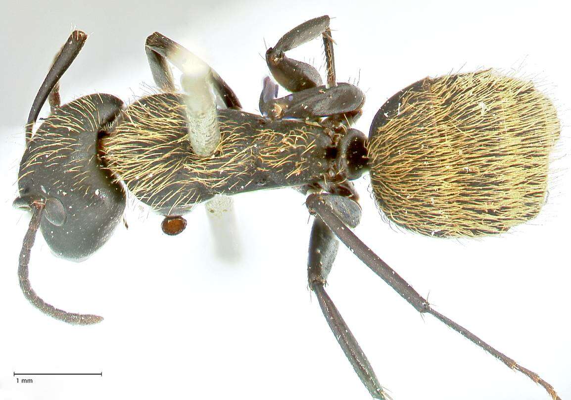 Image of Camponotus darwinii Forel 1886