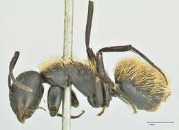 Image of Camponotus darwinii Forel 1886