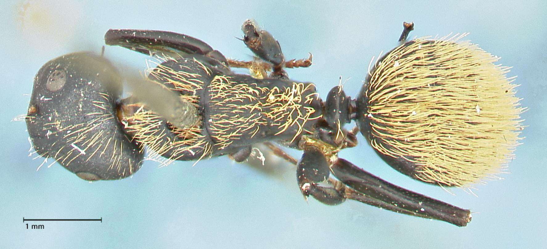 Image of Camponotus darwinii Forel 1886