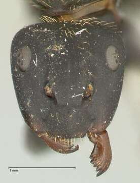 Image of Camponotus darwinii Forel 1886