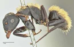 Image of Camponotus darwinii Forel 1886