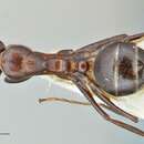Image of Camponotus callmorphus Stitz 1923