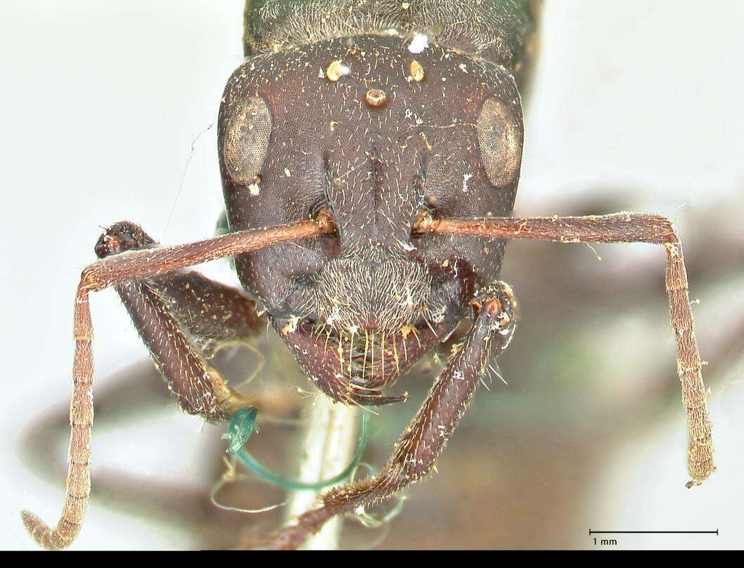 صورة Camponotus cinctellus (Gerstaecker 1859)