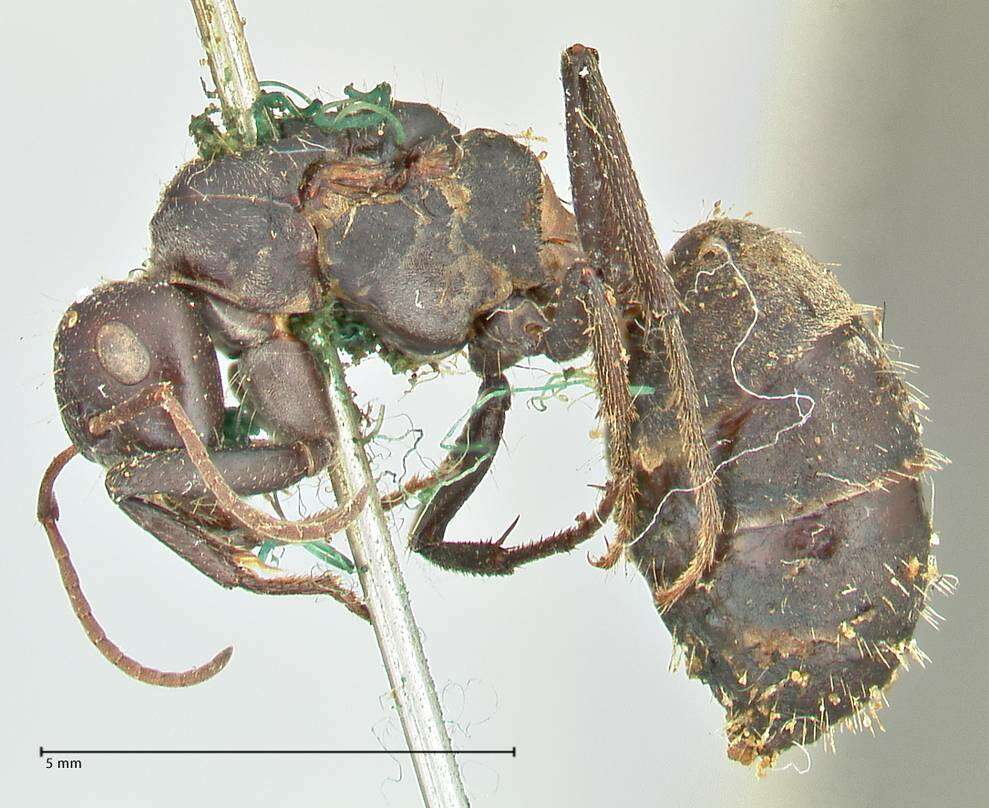 صورة Camponotus cinctellus (Gerstaecker 1859)