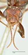 صورة Camponotus cinctellus (Gerstaecker 1859)