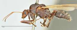 صورة Camponotus cinctellus (Gerstaecker 1859)