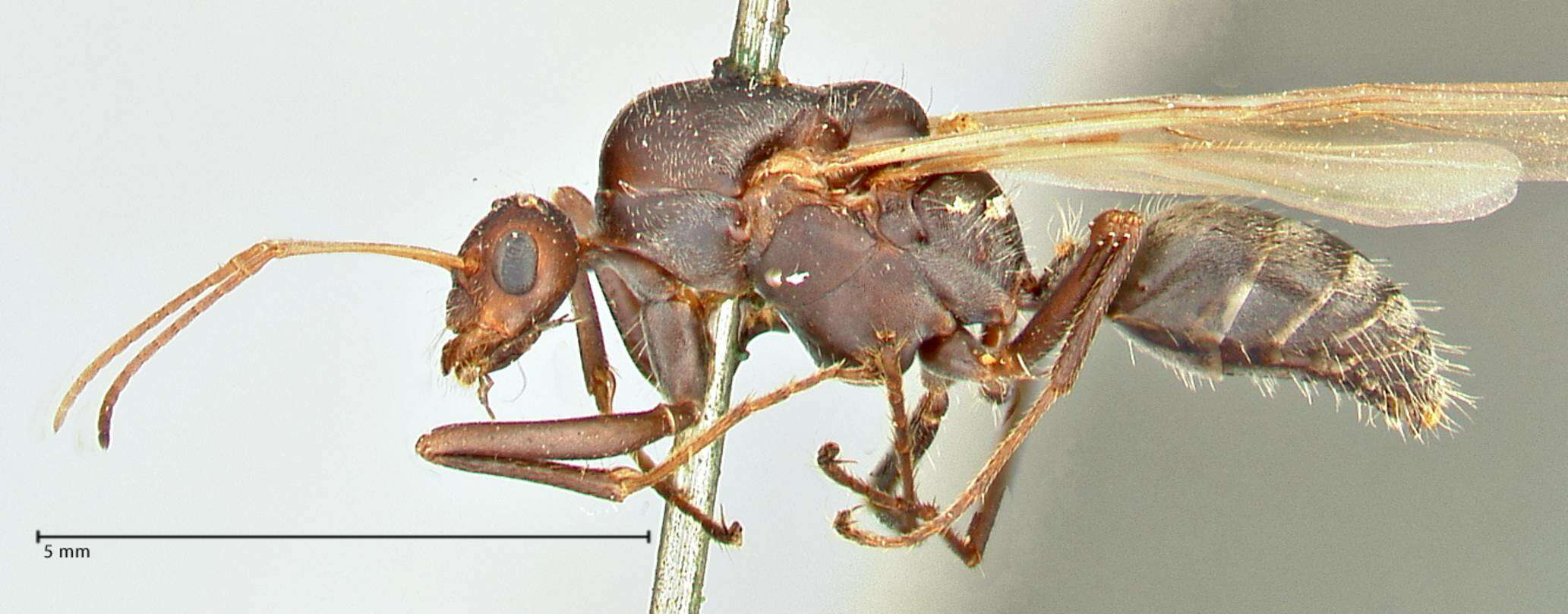 صورة Camponotus cinctellus (Gerstaecker 1859)