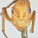 Image of Camponotus druryi Forel 1886