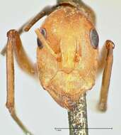 Image of Camponotus druryi Forel 1886