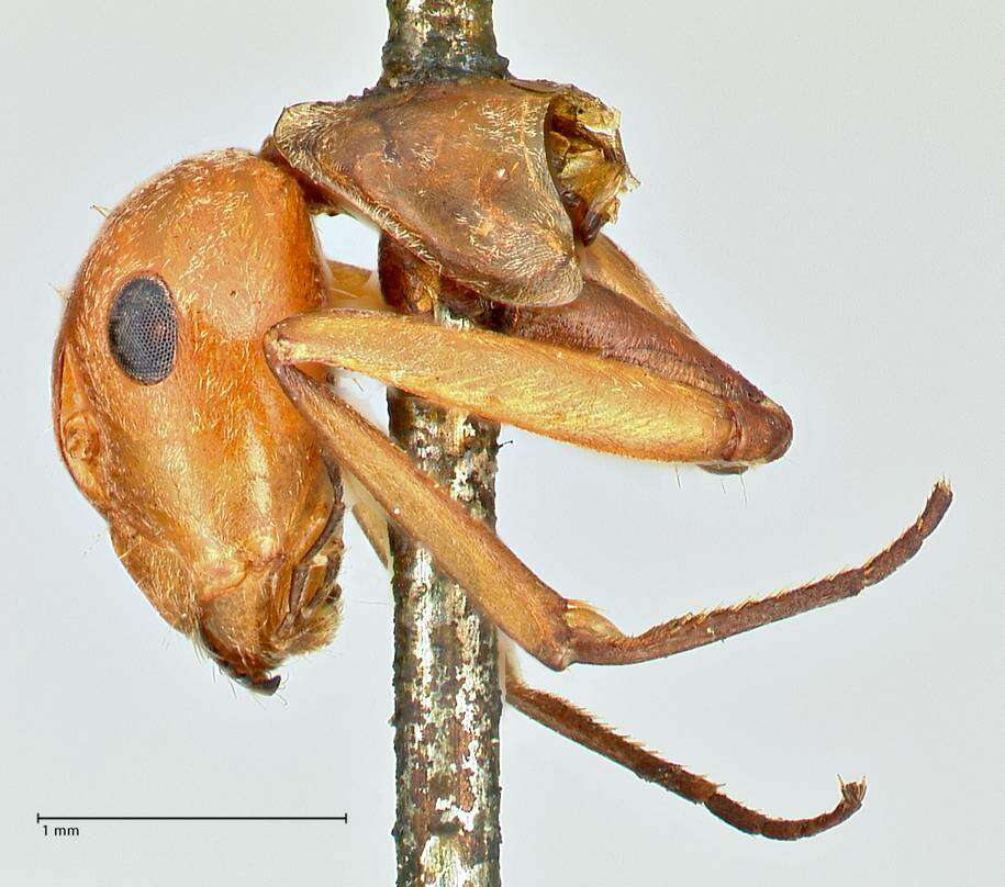 Image of Camponotus druryi Forel 1886