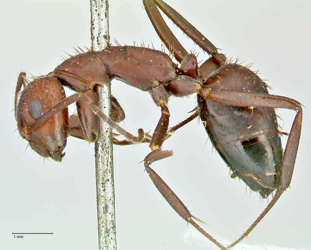 Plancia ëd Camponotus leydigi Forel 1886