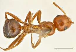 Image of Camponotus sicheli Mayr 1866