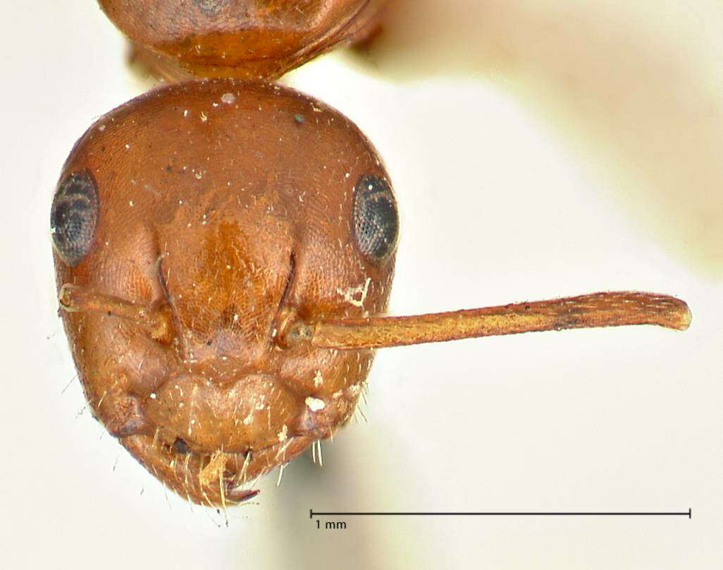 Image of Camponotus sicheli Mayr 1866