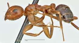 Image of Camponotus sicheli Mayr 1866