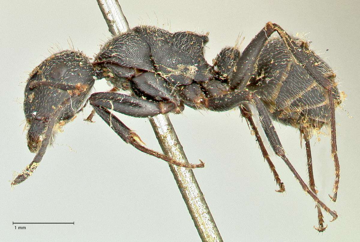 Image of Camponotus kiesenwetteri (Roger 1859)