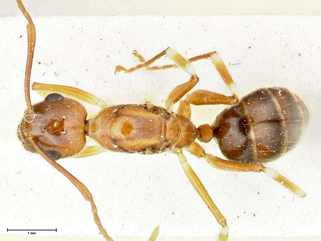 Image of Camponotus overbecki Viehmeyer 1916