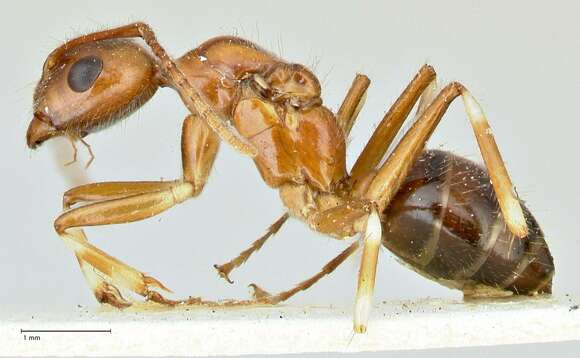 صورة Camponotus overbecki Viehmeyer 1916