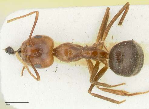 Image of Camponotus overbecki Viehmeyer 1916