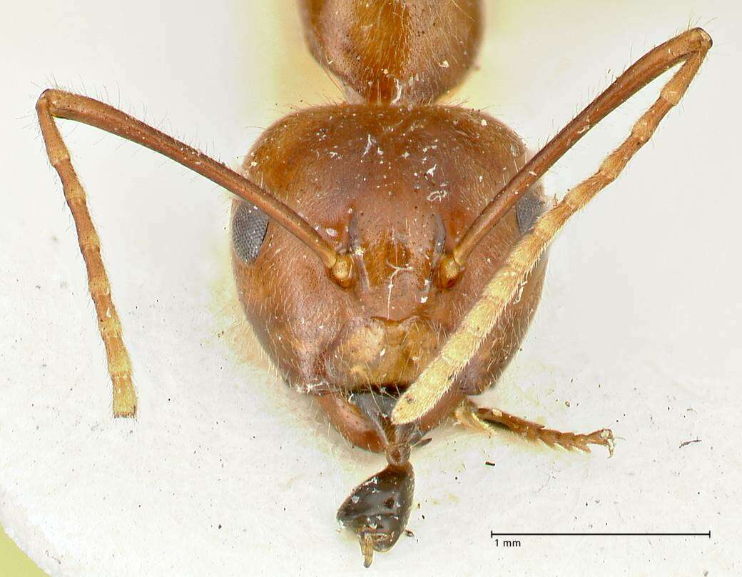 Image of Camponotus overbecki Viehmeyer 1916