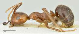 صورة Camponotus overbecki Viehmeyer 1916