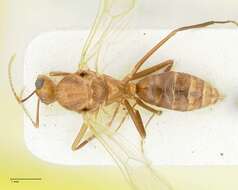 صورة Camponotus overbecki Viehmeyer 1916