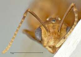 صورة Camponotus overbecki Viehmeyer 1916