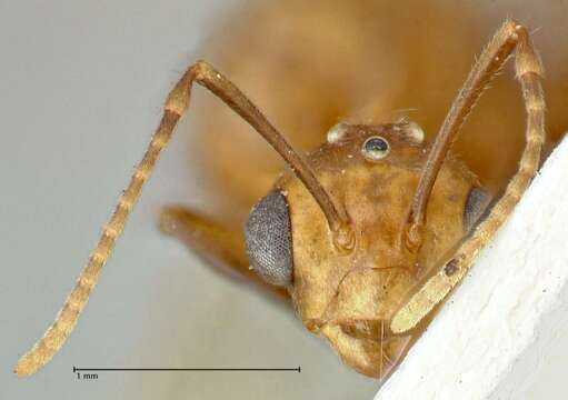 Image of Camponotus overbecki Viehmeyer 1916