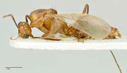 Image de Camponotus overbecki Viehmeyer 1916