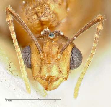 صورة Camponotus overbecki Viehmeyer 1916