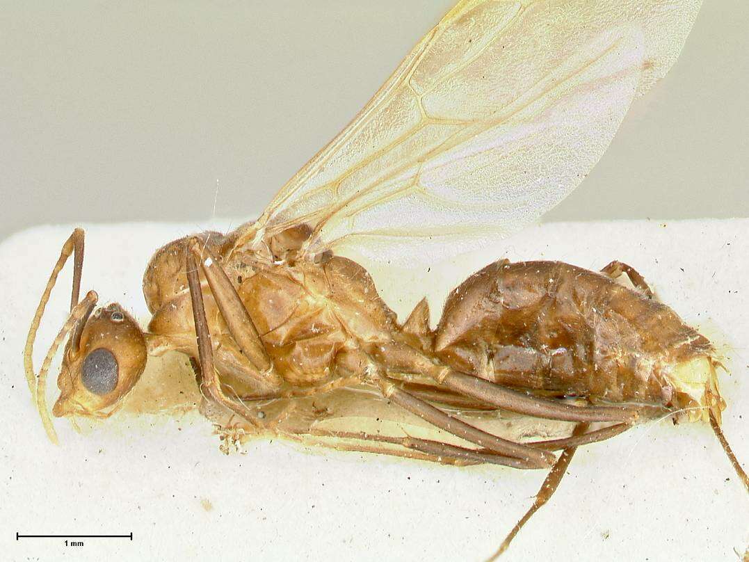 صورة Camponotus overbecki Viehmeyer 1916