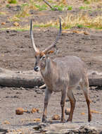 Image of Reduncinae