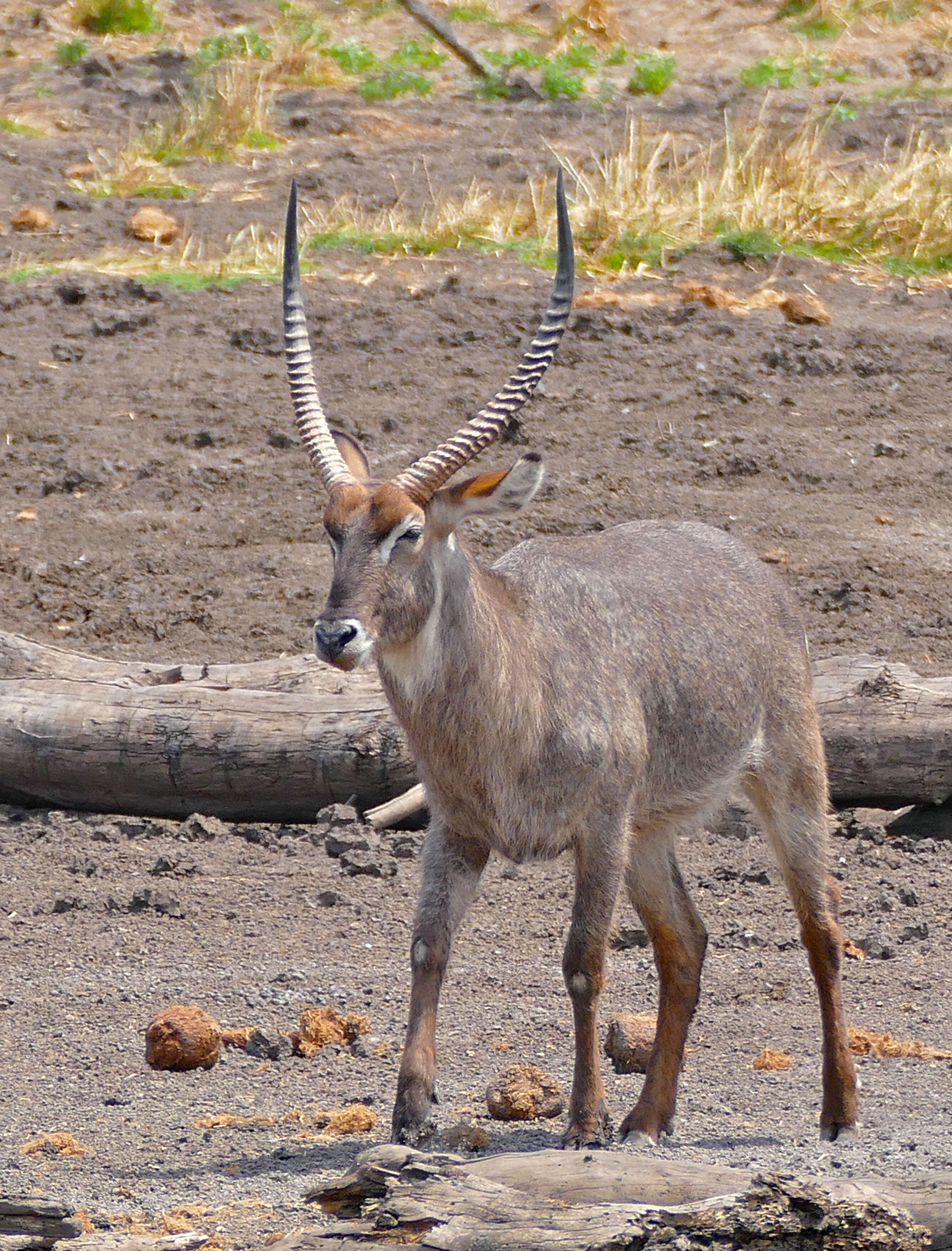 Image of Reduncinae