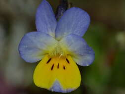 Image of Dwarf Pansy