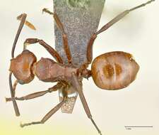 Image of Polyrhachis thrinax Roger 1863