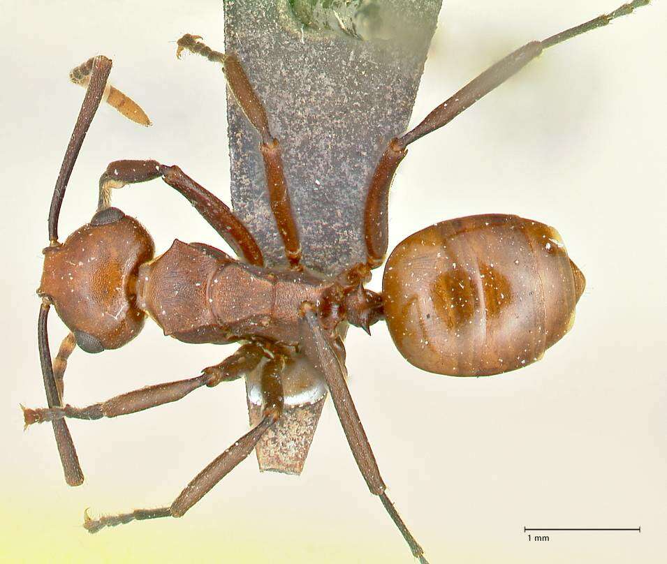 Image of Polyrhachis thrinax Roger 1863